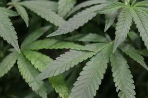 As Michiganders smoke legal pot, some await legal news on their future