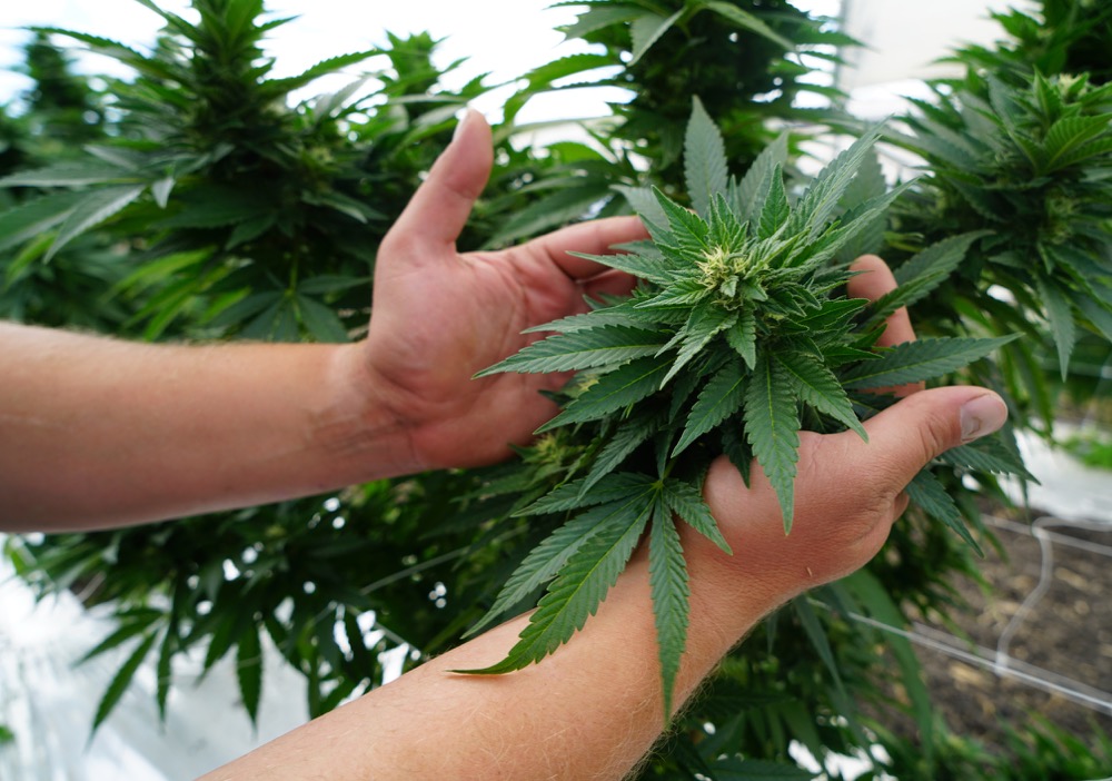 Caregiver Holding Marijuana Plant