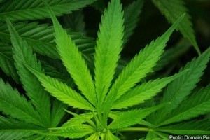 Marijuana workgroup created within Attorney General's office
