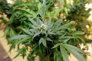 Medical marijuana growing in Michigan