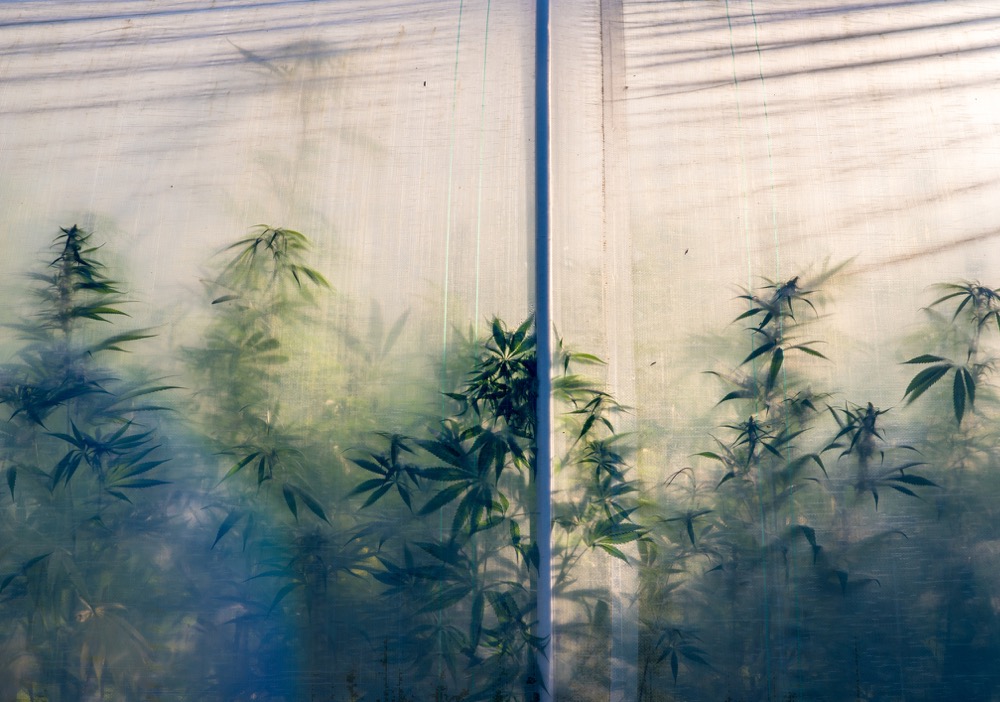   5 Tips for Creating an Energy Efficient and Sustainable Grow Room