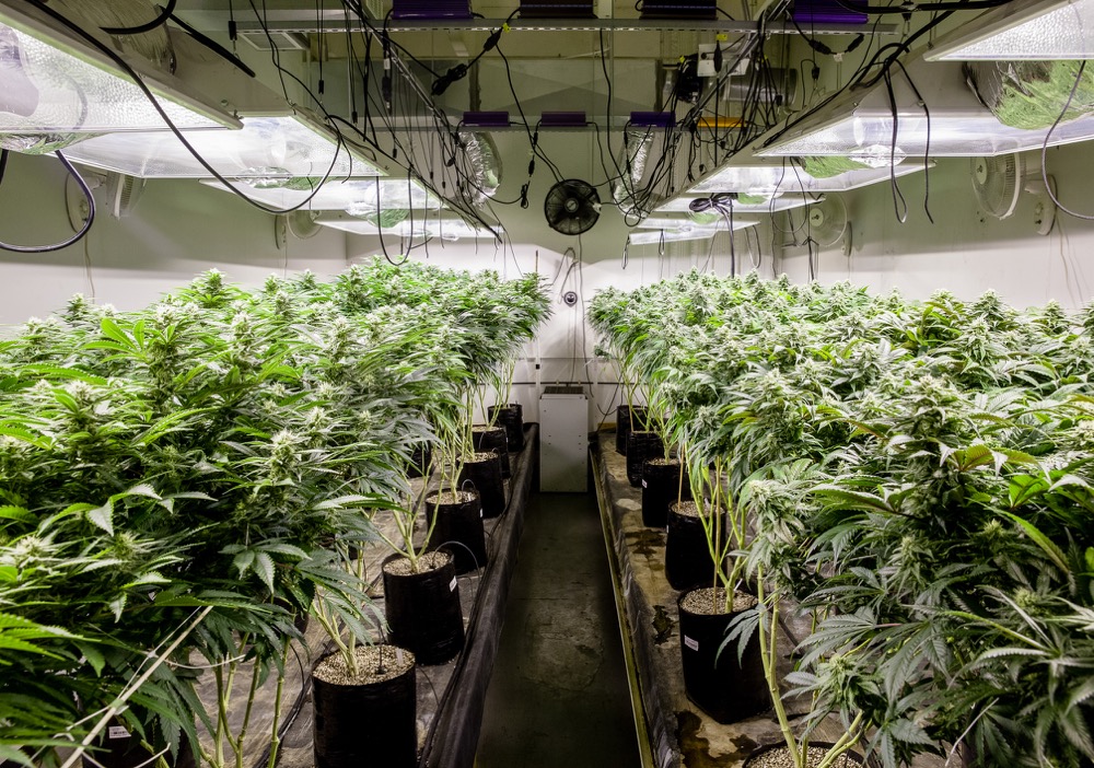 Indoor Marijuana Plants
