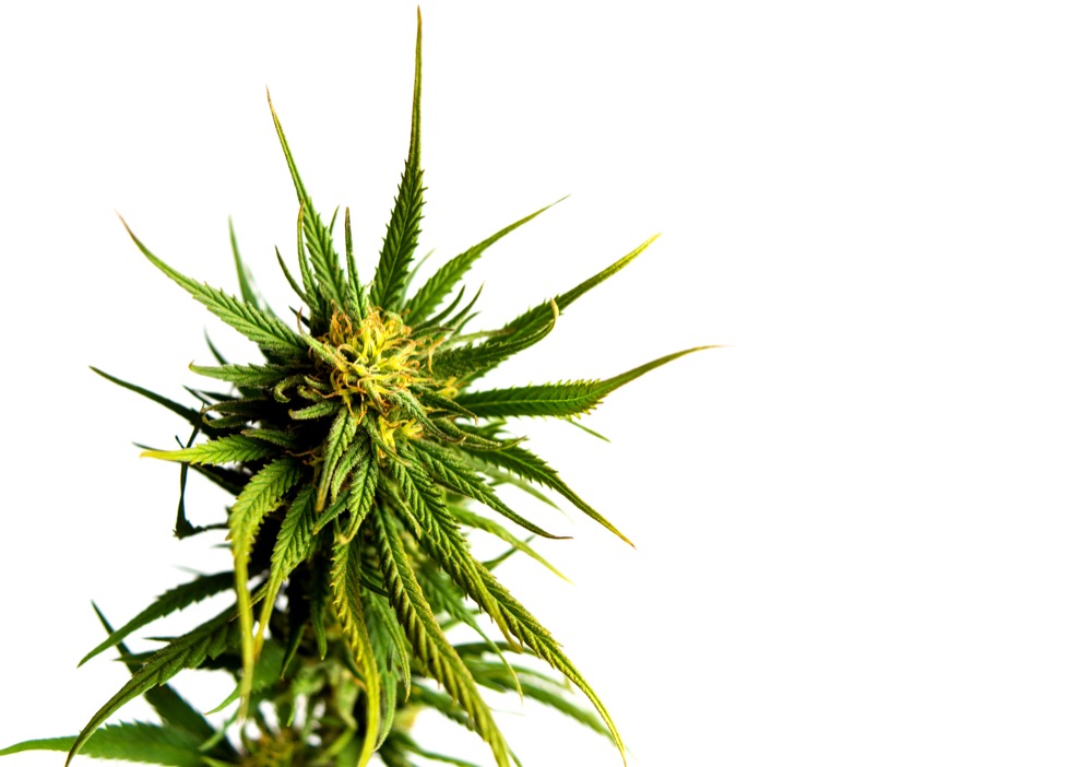 Marijuana plant with buds isolated on white stock photo