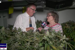 Pot growing grandma takes on Ypsilanti Twp. over medical marijuana operation in basement