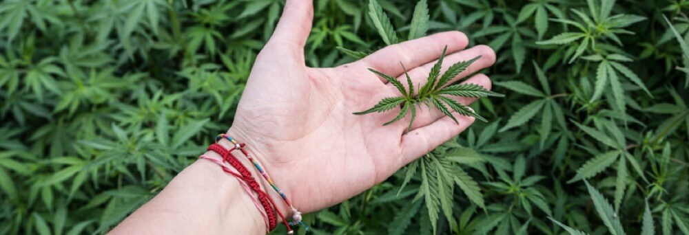 medical marijuana caregiver definition, growing marijuana in michigan