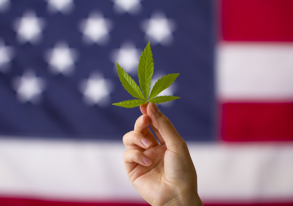 Cannabis legalization in the united states of america. cannabis leaf in hands on usa flag background stock photo